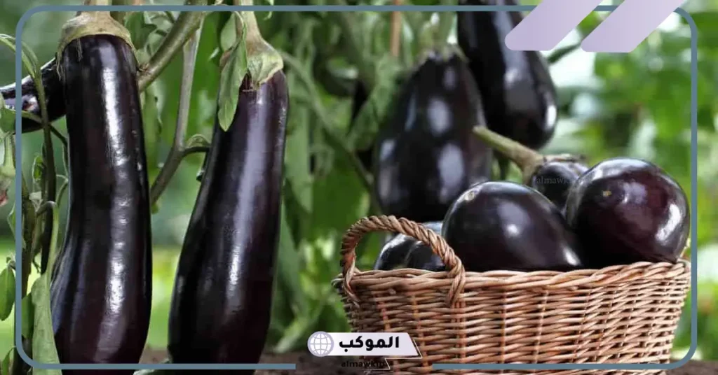 تفسير حلم الباذنجان الحامل