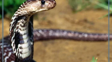 ما تفسير الثعبان