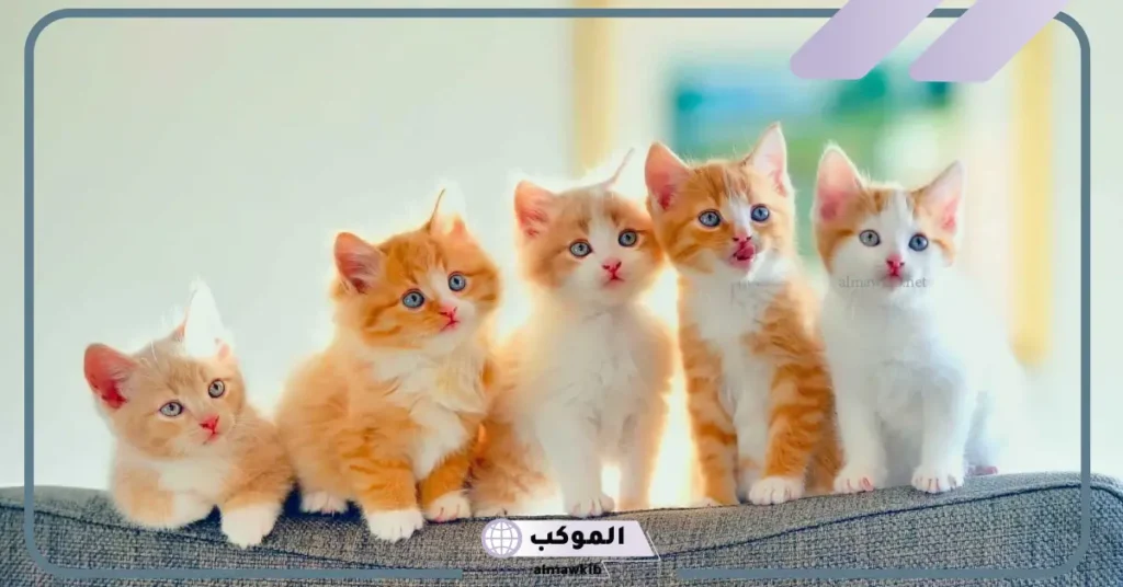 تفسير حلم موت القطة في المنام للرجل والمرأة والحزن عليها لابن سيرين 6 تفسير حلم موت قطة بيضاء