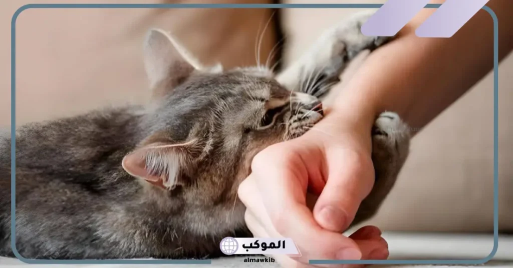 عض القطة في المنام للعزباء