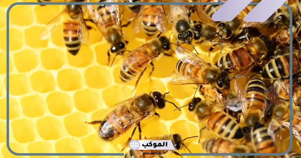 خلية النحل في المنام للمطلقة