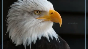 ماذا يدل رؤية النسر في المنام