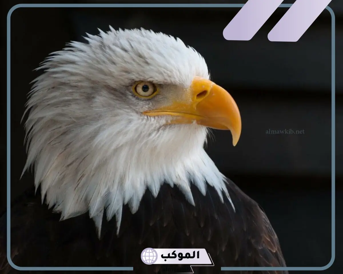 تفسير حلم نسر