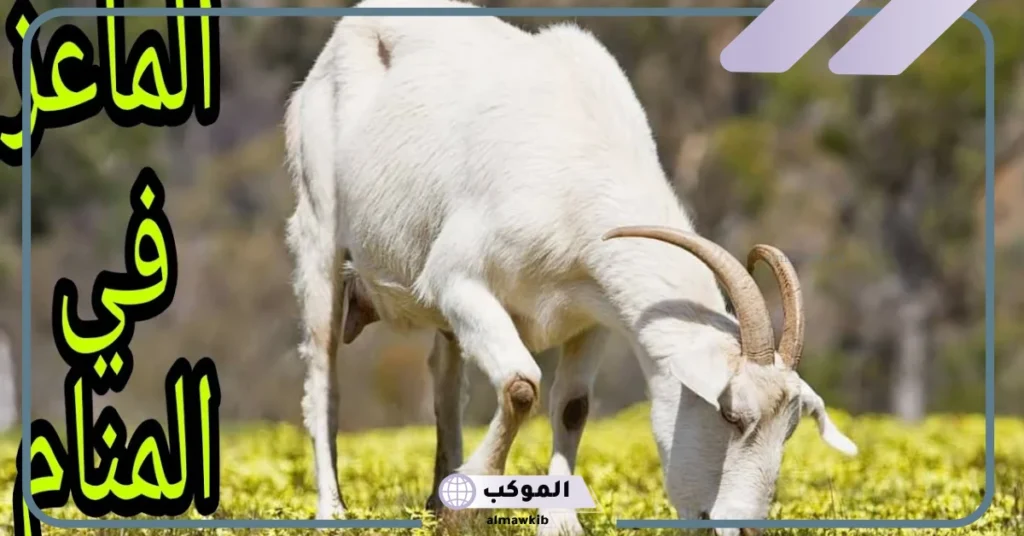 تفسير حلم الماعز في المنام للمتزوجة والحامل والرجل لابن سيرين 5 حلم رؤية صغير الماعز في المنام للمتزوجة