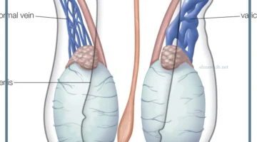 مالذي ترمز له الخصيتين في المنام