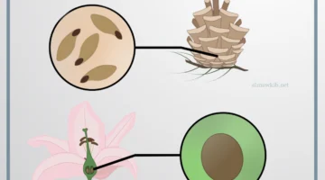ماهي خصائص النباتات
