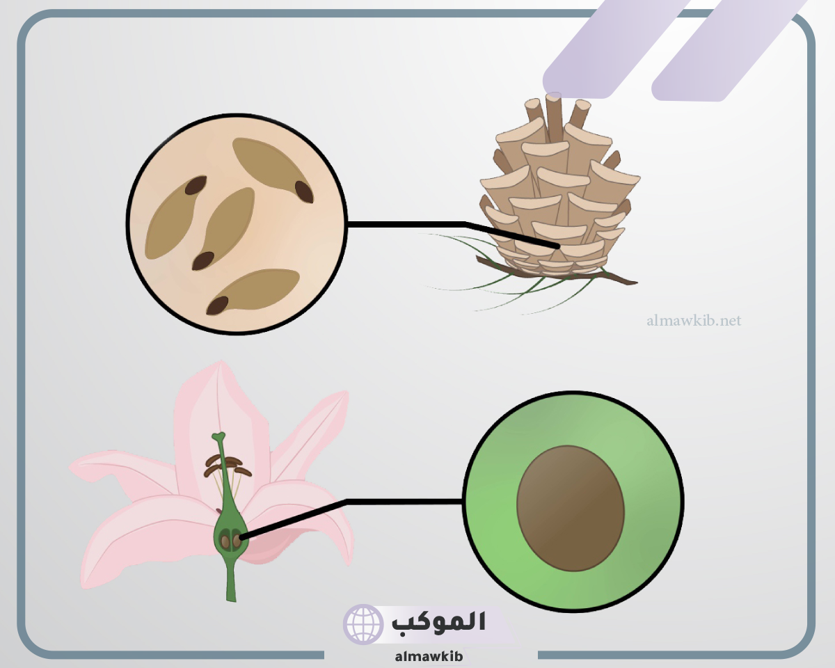 ما هي خصائص النباتات البذرية