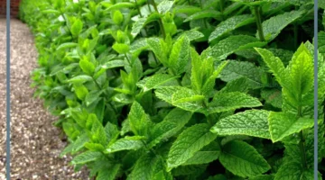 مشاهدة النعناع