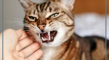 معاني عضة القطة
