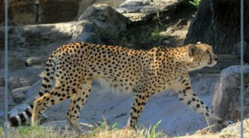 معلومات عن الفهد العربي