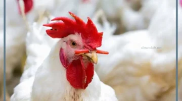 معنى الحلم بالدجاج