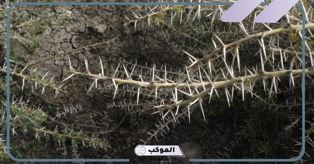 تفسير حلم الاشواك في المنام لابن سيرين للرجل ونزعه من اليد 5 الشوك في المنام لابن سيرين