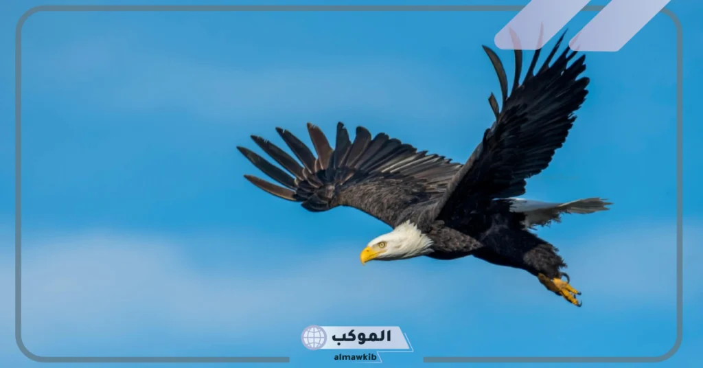 تفسير حلم النسر يهاجمني 