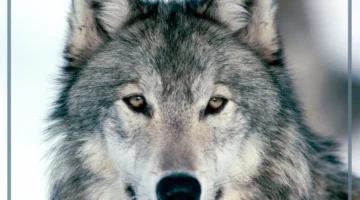 معنى حلم الذيب