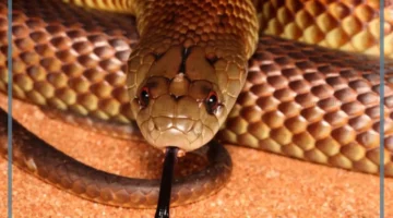 معنى لدغة الأفعى