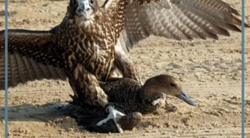 مواصفات طير الحوران