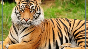 نمر في المنام