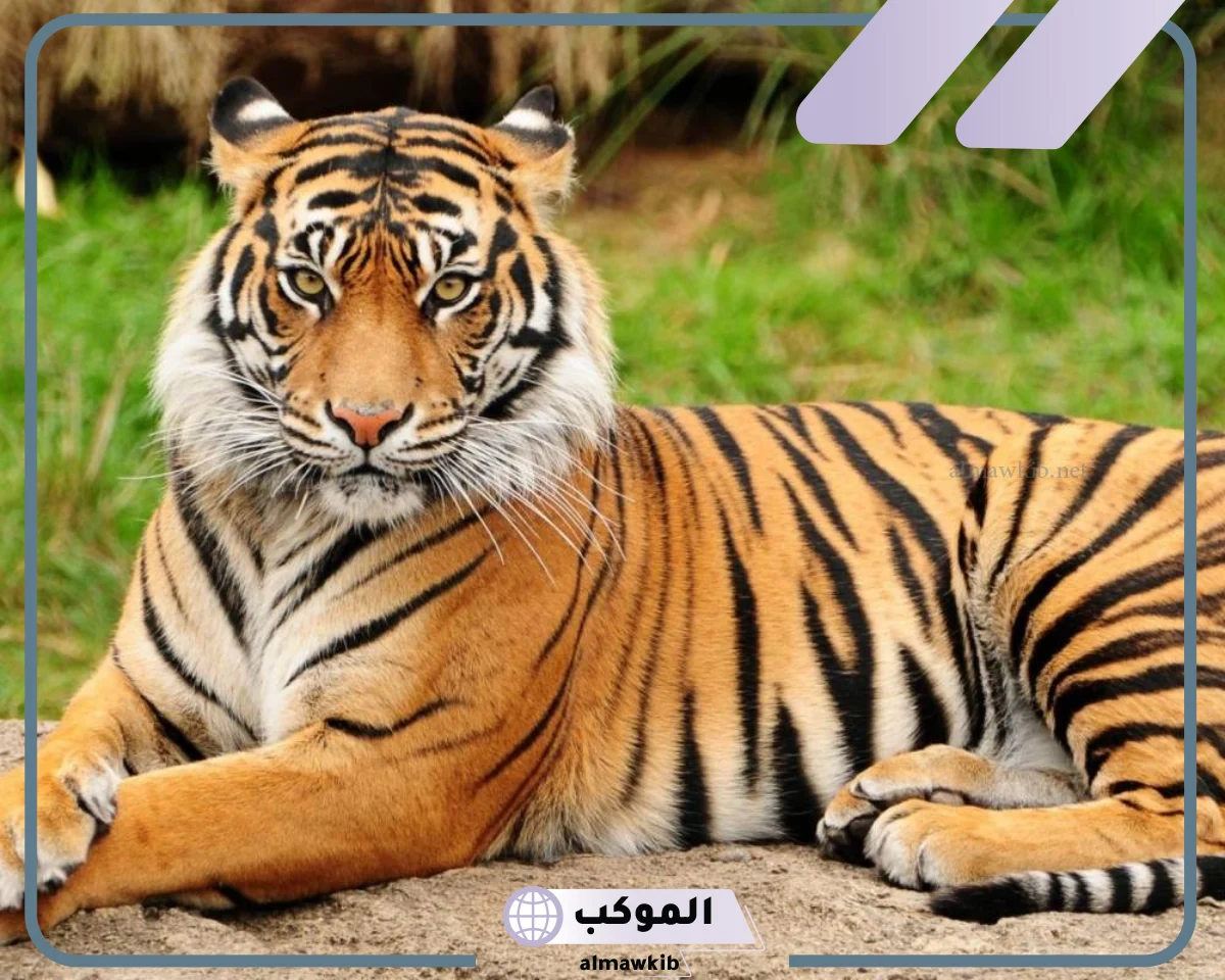 رؤية النمر في المنام للمتزوجة