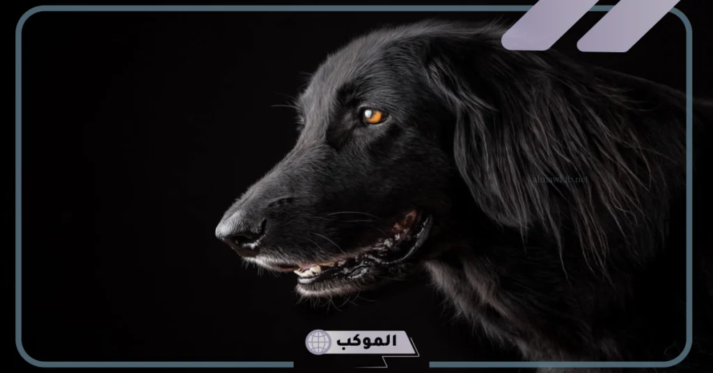 تفسير حلم الكلاب السوداء للمتزوجه 