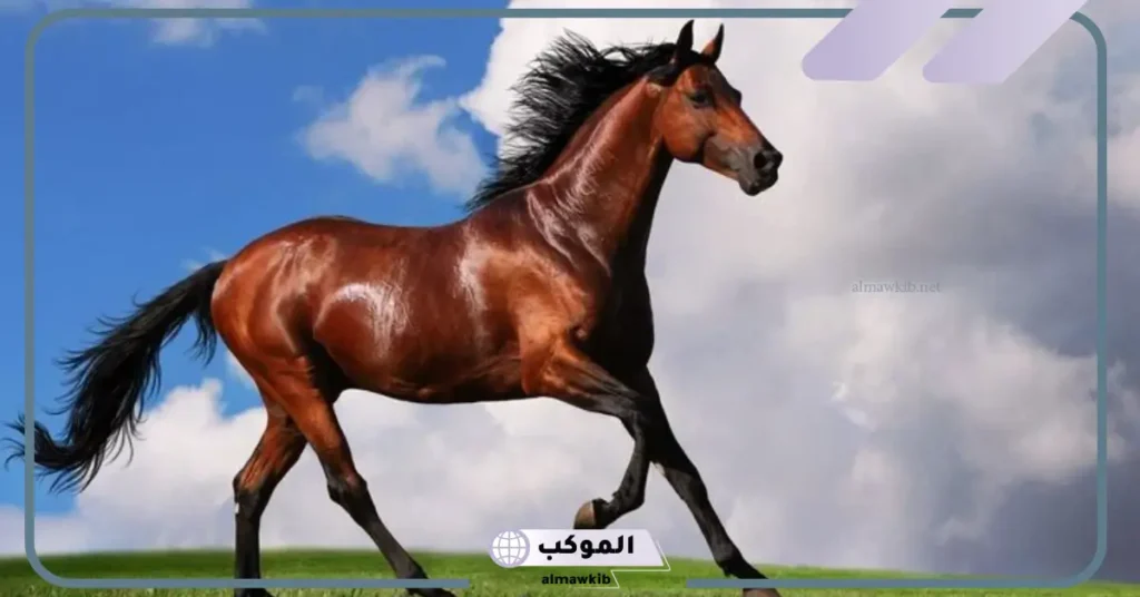 كم عدد دقات قلب الحصان في الدقيقة