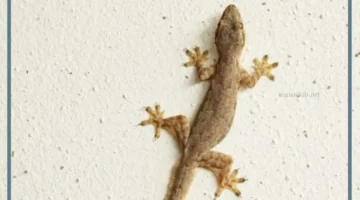 هل الوزغ في المنام يدل على السحر؟