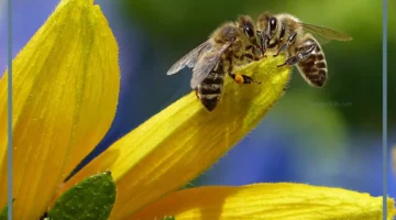 هل وجود النحل في البيت يدل على الحسد