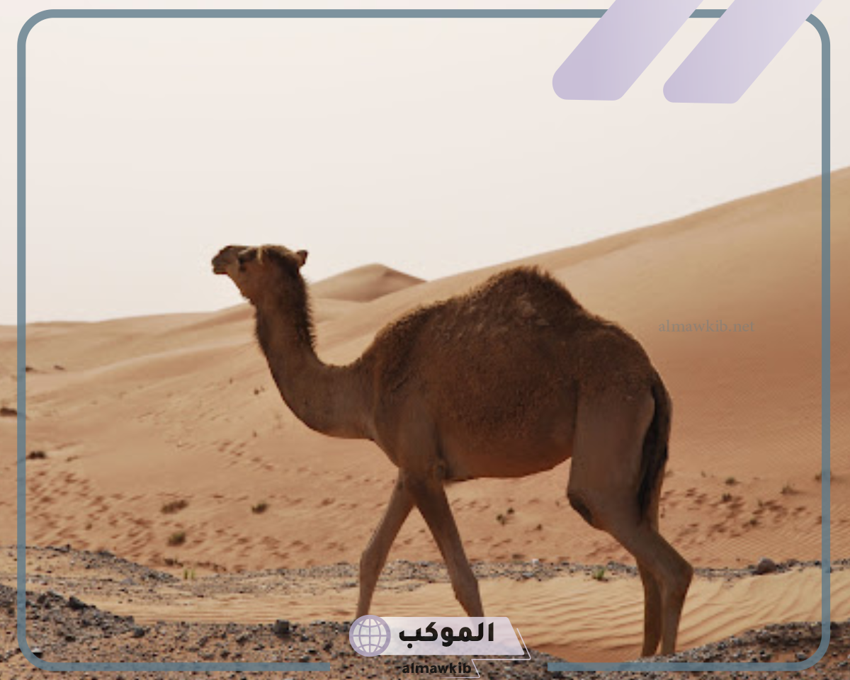 ما هي صلة القرابية بين قحطان و عدنان؟