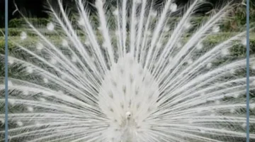 أجمل الحيوانات النادرة