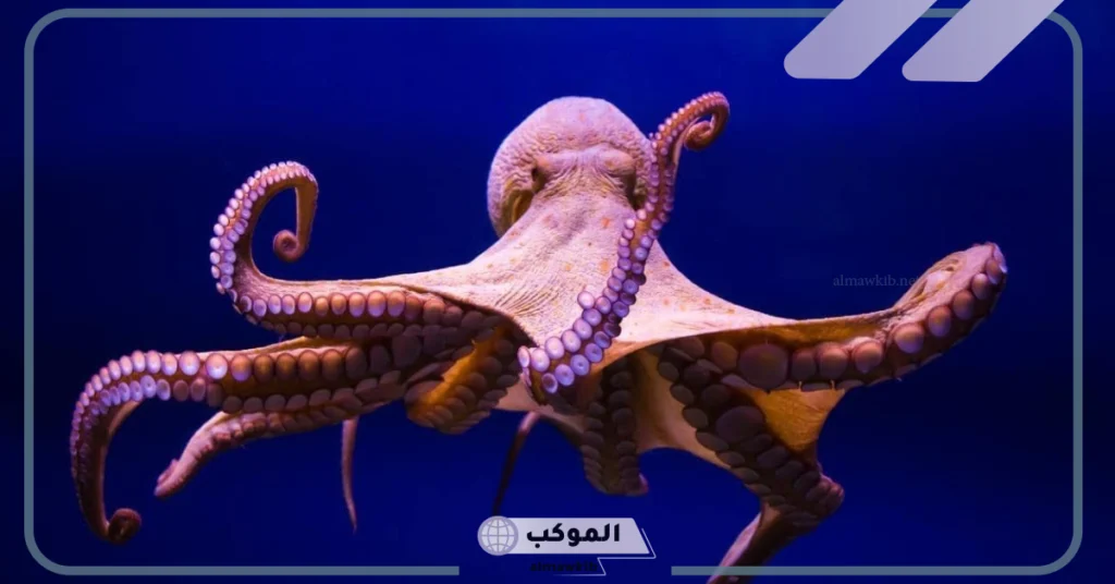 صفات الأخطبوط 