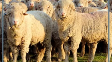 أعمار الغنم