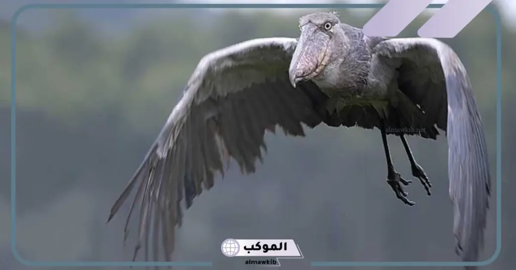 أنواع الطيور الكبيرة.. أكبر طائر جارح في العالم 5 ما هو أثقل طير في العالم