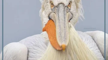 أكبر طائر في العالم يطير