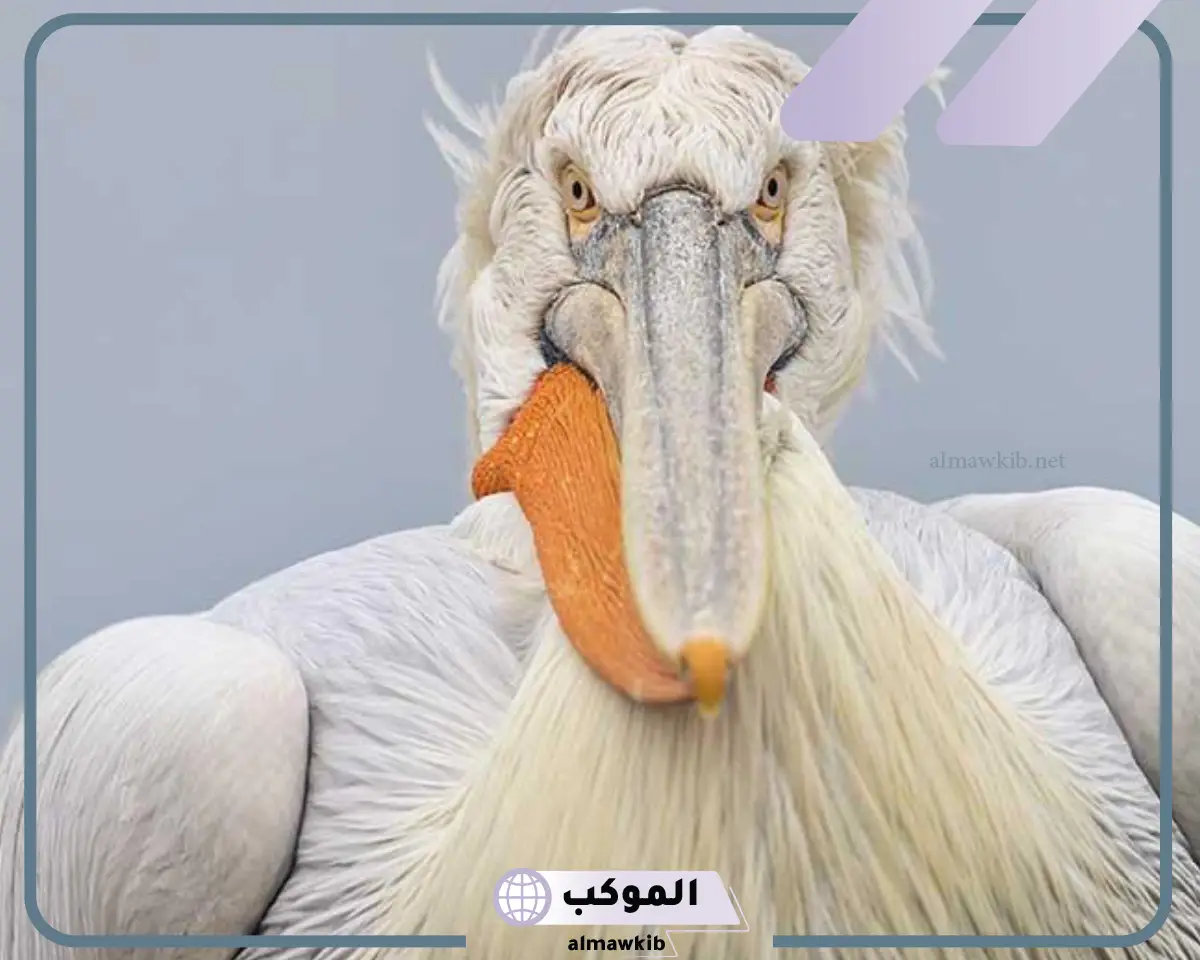 أكبر طائر في التاريخ