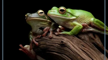 أماكن عيش الضفدع