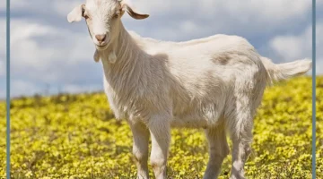 إلى ماذا يرمز الماعز في المنام؟