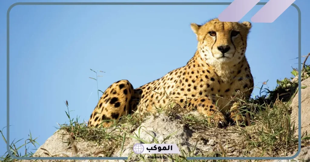 صفات صغير الفهد