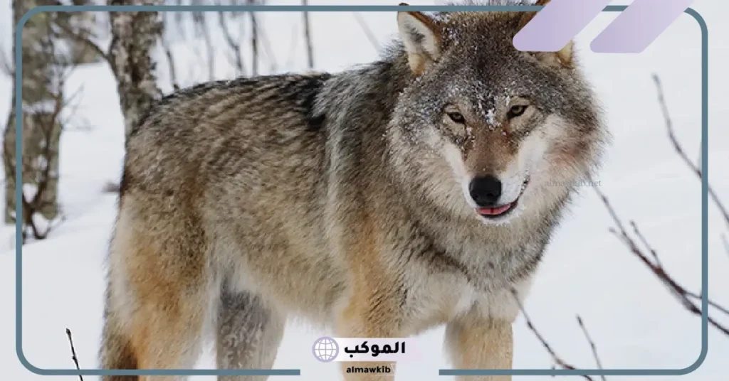 ما هو اسم صوت الذئب المخيف؟ 5 أنواع عواء الذئاب وأسبابه