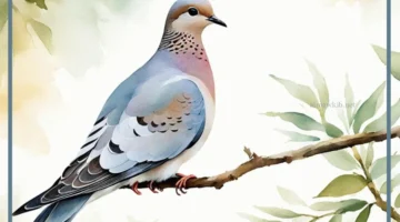 اصوات الحمام