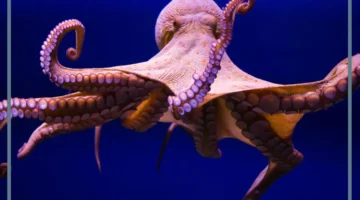 الاختلافات بين الاخطبوط والحبار