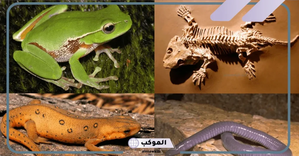 الحيوانات البرمائية بالصور