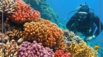 البيئة البحرية