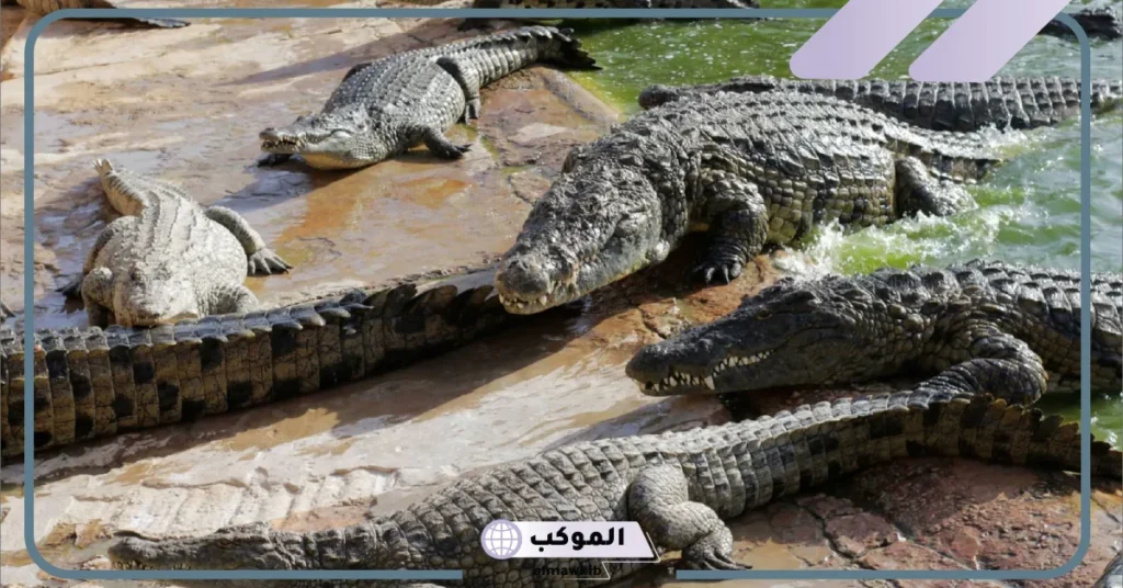 رؤية التمساح في المنام للرجل