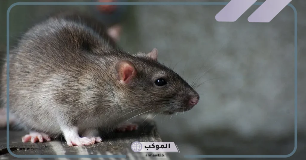 تفسير رؤية الجرذ الرمادي في المنام للمتزوجة 