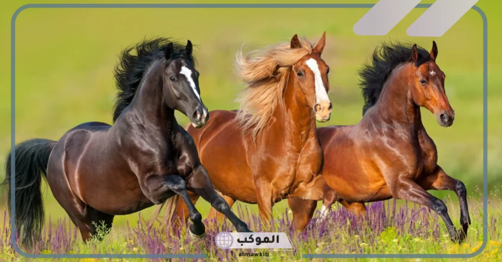 تفسير حلم الحصان البني للحامل 