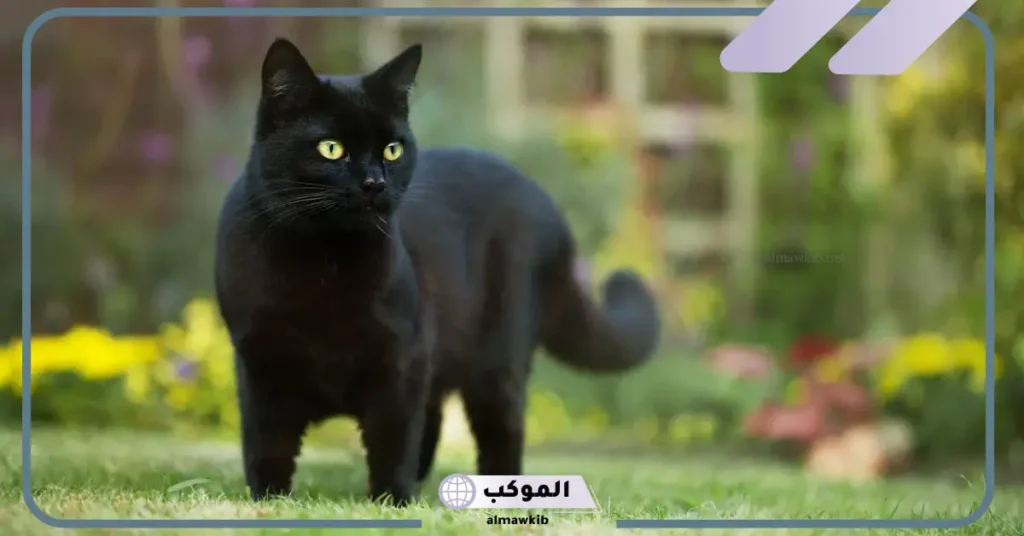 تفسير حلم رؤية قطة سوداء في المنام والخوف منها للرجل والعزباء لابن سيرين 5 رؤية قطة سوداء في المنام للمتزوجة