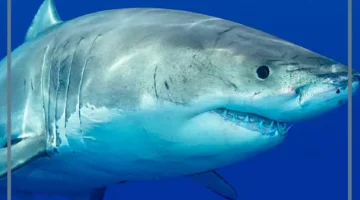 الحوت والقرش