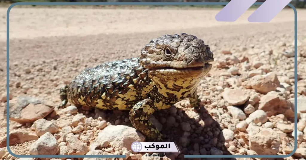 الفرق بين ذوات الدم البارد والحار