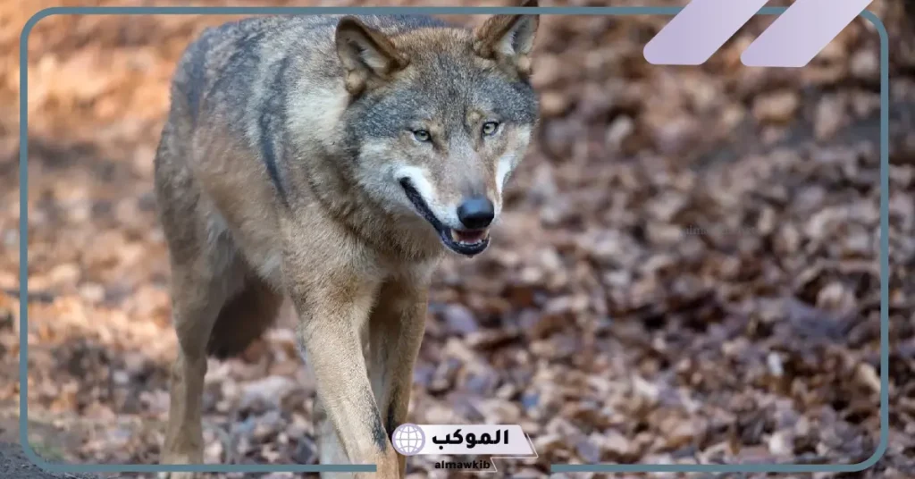 صفات الذئب السيئة