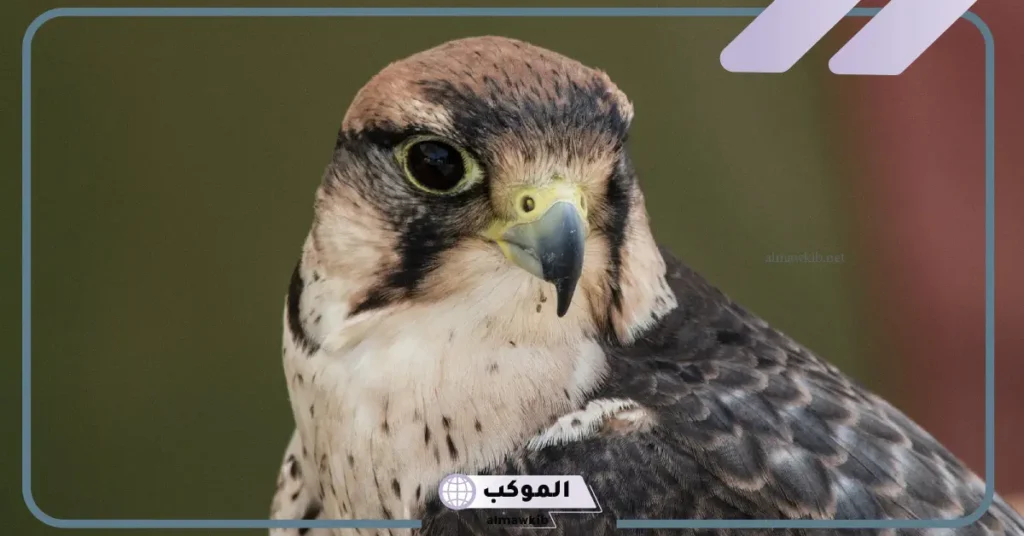 تفسير الصقر في المنام للرجل والمرأة المتزوجة والعزباء لابن سيرين 5 رؤية الصقر في المنام للعزباء