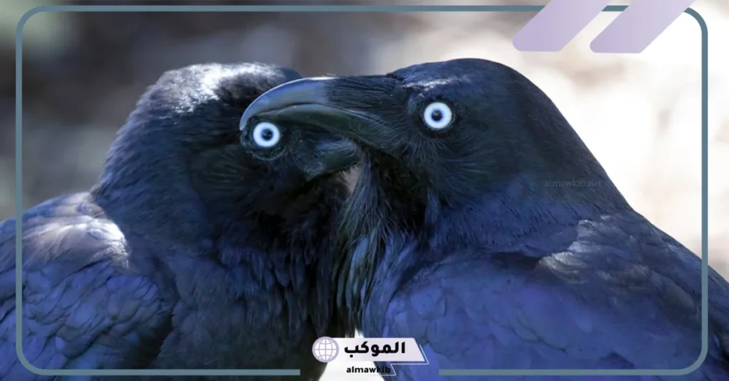 ما هو اسم صوت الغراب وهل يدل على الخير أم الشر؟ 6 أسباب صوت الغراب